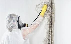 Best Post-Construction Mold Inspection  in West Bradenton, FL